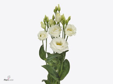 Eustoma Double Rosita Blanc