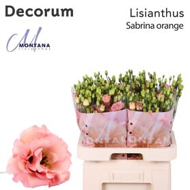 Eustoma Double Sabrina Orange