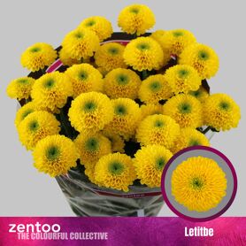 Chrysant Letitbe