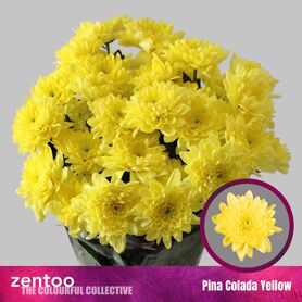 Chrysant Pina Colada Jaune