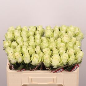 Rosa Athena