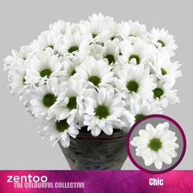Chrysant Chic