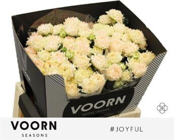 Spray Rose Joyful