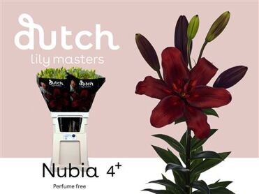 Lys LA Nubia