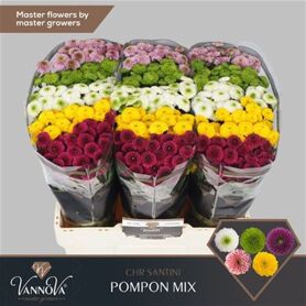 Chrysant Santini Mix Pompon