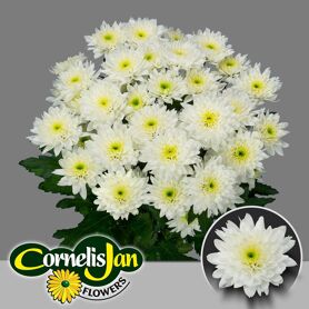 Chrysant Euro