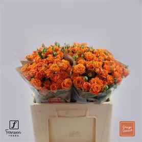 Spray Rose Orange Queen