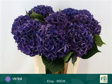 Hydrangea Royal King