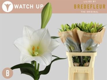 Lys Longiflorum Watch Up