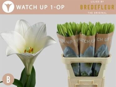 Lys Longiflorum Watch Up
