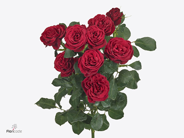 Spray Rose Red Trendsetter | Van der Plas