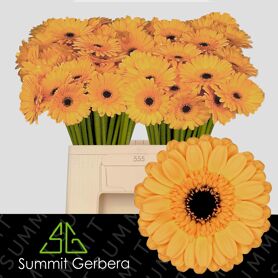 Germini Tweety
