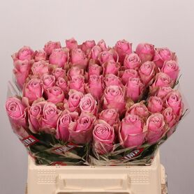 Rosa Athena Royale