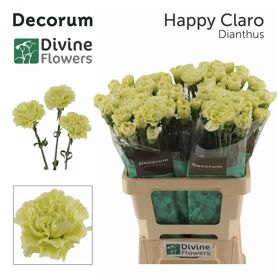 Di St Happy Claro Nl