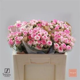 R Tr Kate-lynn 50cm