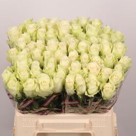 Rosa Athena