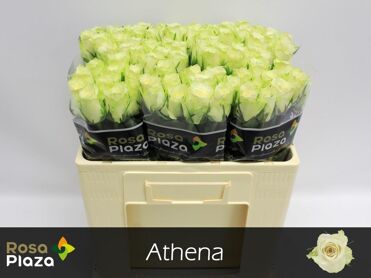 Rosa Athena