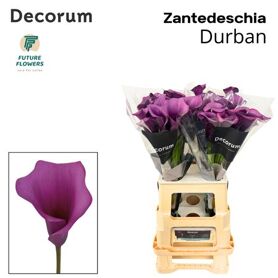 Calla Durban
