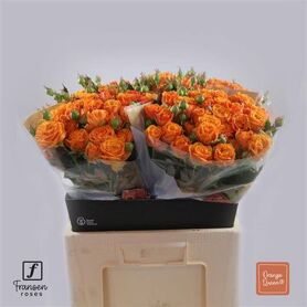 Spray Rose Orange Queen