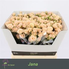 Spray Rose Jana