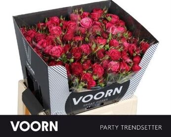 Spray Rose Par Trendsetter