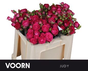 R Tr Judy 50 Cm