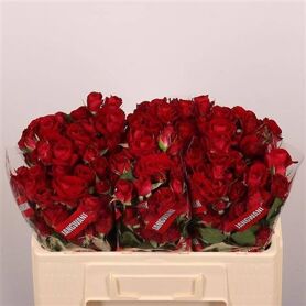 Spray Rose Dominica