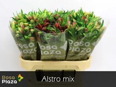 Alstroemeria Mixed