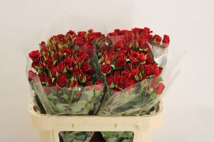 Spray Rose Mirabel