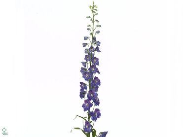 Delphinium Double Guard Blue