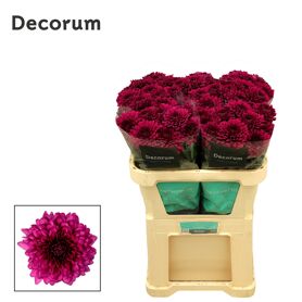 Chrysant Blooms Lamira
