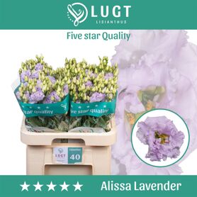 Eust G Alissa Lavender