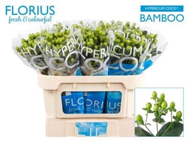 Hypericum Coco Bamboo