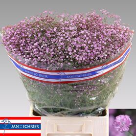 Gypsophila My Pink