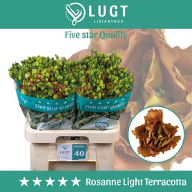 Eust G Rosi Light Terracotta