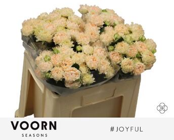 Spray Rose Joyful