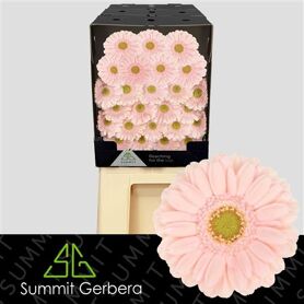 Germini Noor Diamond