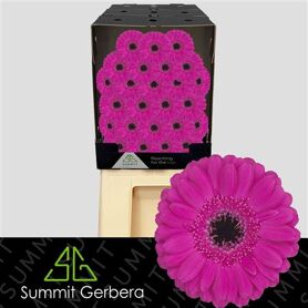 Germini Anna Diamond