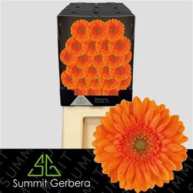 Germini Cuby Diamond