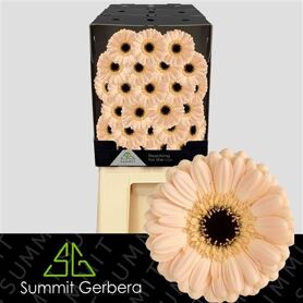 Germini Espresso Diamond