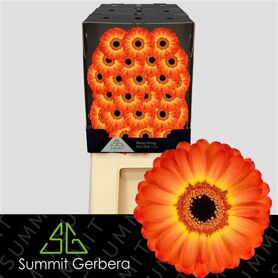 Germini Flamazing Diamond