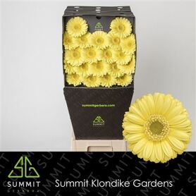 Germini Lemon Ice Diamond