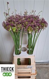 Allium Green Drops