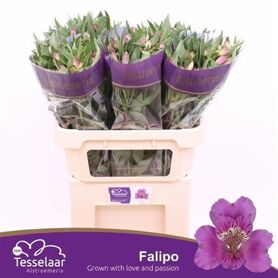 Alstroemeria Falipo