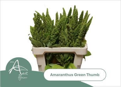 Amaranthus Green Thumb