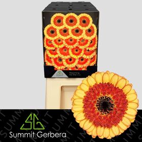Germini Decora Diamond