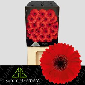 Germini Suri Diamond