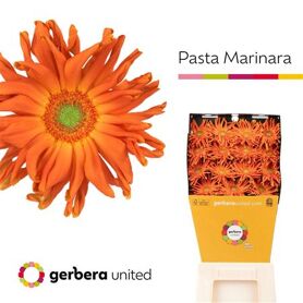 Gerbera Pasta Marinara Diamond