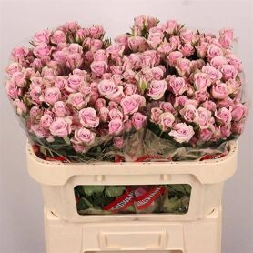 Rosa Branchu Leila