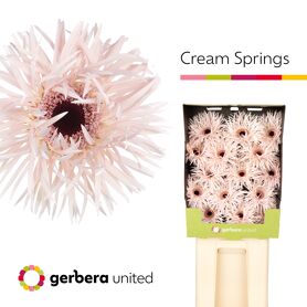 Gerbera Spider Cream Springs Diamond